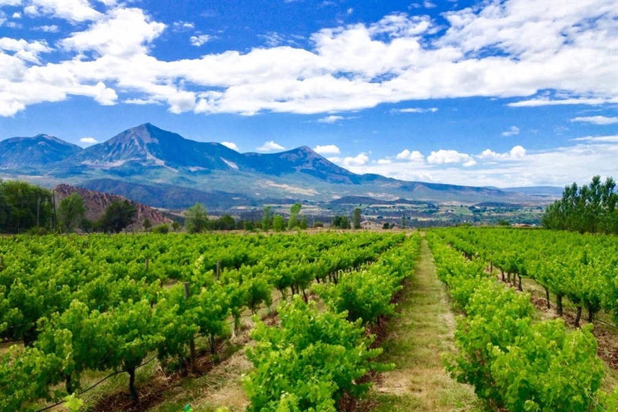 Plan a perfect weekend in Colorado’s secret wine town