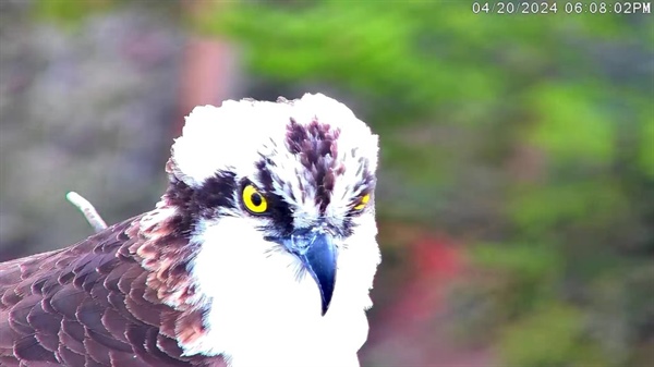 Osprey cam is livestreaming: Is this year’s Grand Lake osprey couple the same as previous years?