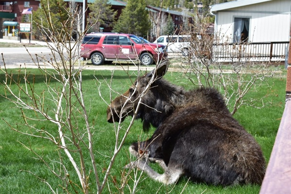 Reader photos: Moose hangs out around Grand Lake