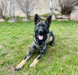 K9 Apollo joins Grand County Sheriff’s Office