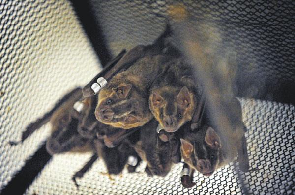 Two people exposed to bat with rabies in Englewood