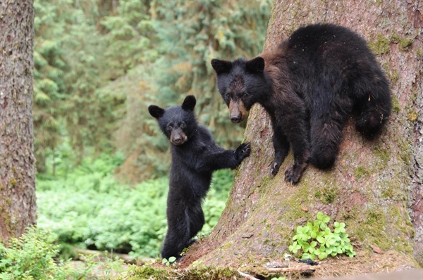 Black bear swipes at, attacks Steamboat hiker too close to cub
