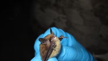 
      
        Colorado Bats Face Deadly Fungus Causing White-Nose Syndrome
      
    