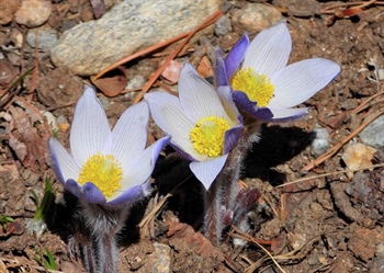 Reader photos: Bring on the May flowers