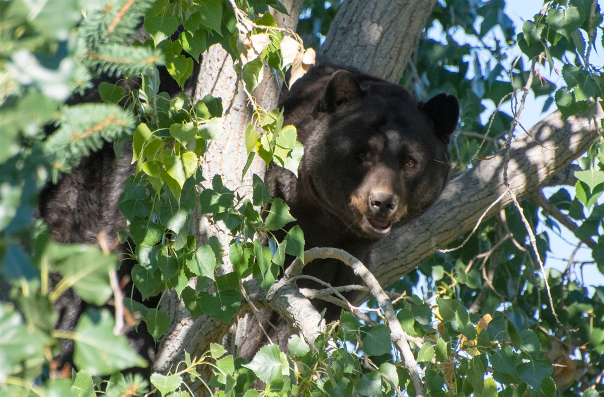 Bear euthanized in Steamboat Springs after injuring person on morning walk, wildlife officials say