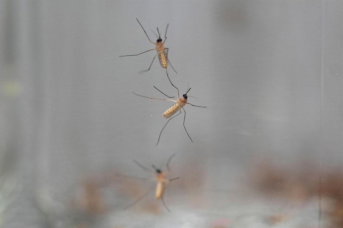 What to look for in mosquito repellents