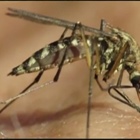 Colorado braces for another bad mosquito season