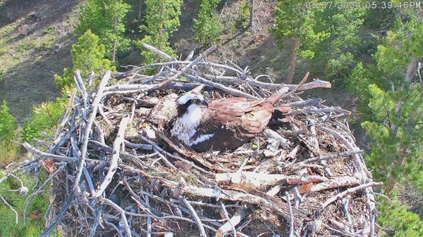 More osprey eggs arrive, but nest watchers are concerned about successful incubation