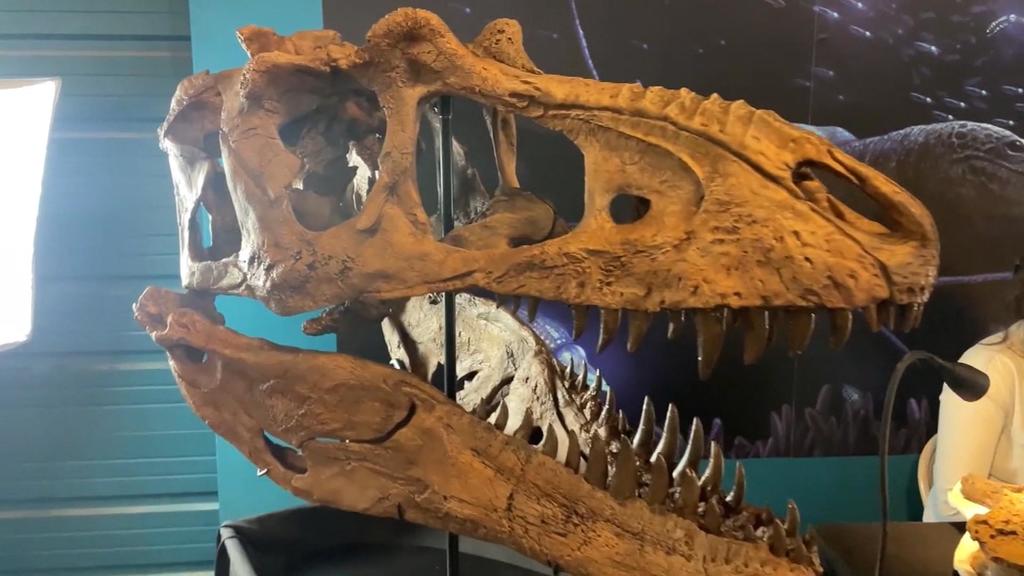 Paleontologists in Colorado unveil new 3D model of skull of rare tyrannosaur