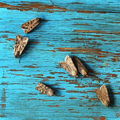 Here’s how long Coloradans will be dodging miller moths this spring