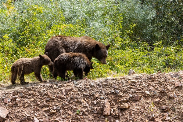 Bear cub rescued by Colorado wildlife officers near Evergreen