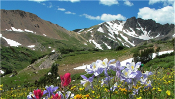 
      
        Best Wildflower Hikes Near Denver, Colorado
      
    