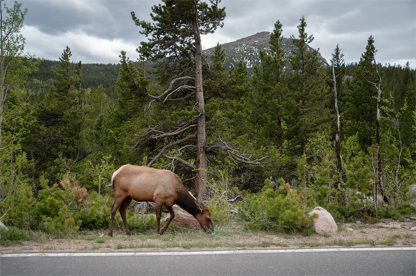 A third elk stomping in two weeks in Estes Park calls for unprecedented warnings 