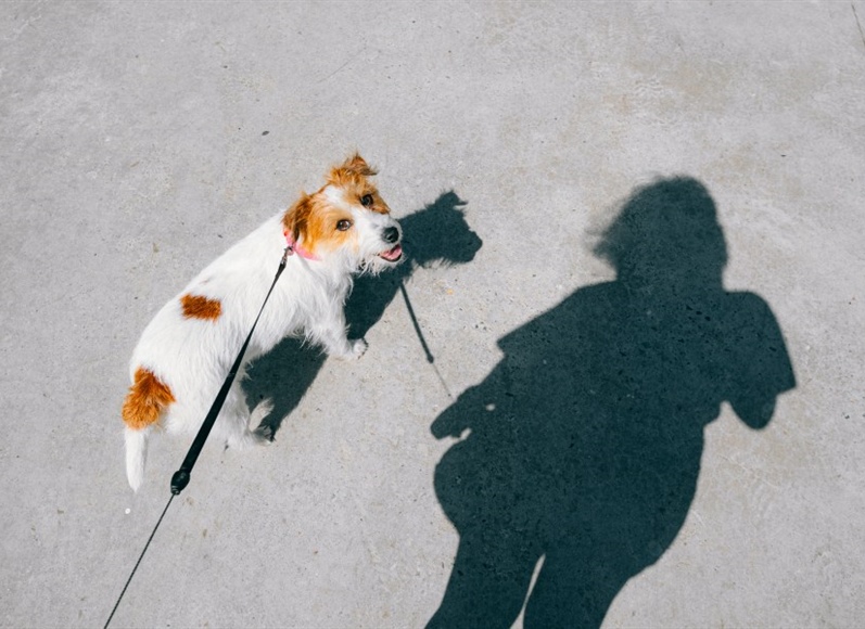 Hot temperatures mean hot pavement and added danger for pets