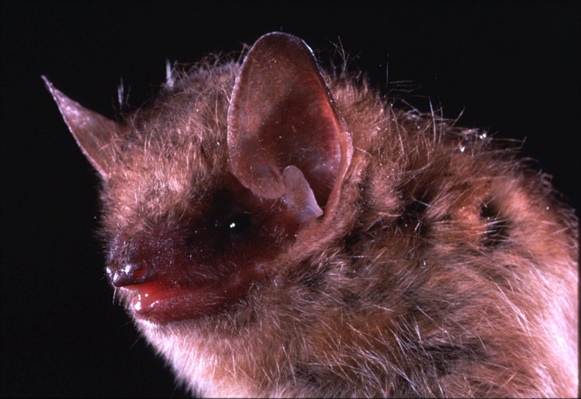 Lakewood bat tests positive for rabies, bringing statewide total to 12 this year