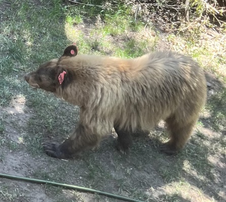 Fearing for his life, Gypsum man kills troubled bear that had eluded...