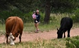 Why you might have to share the trail with cows while hiking on...