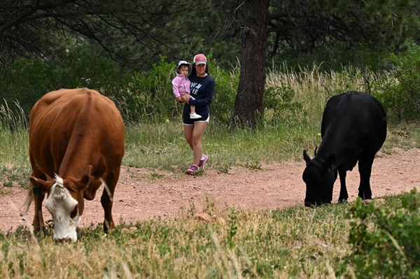 Why you might have to share the trail with cows while hiking on Colorado’s...