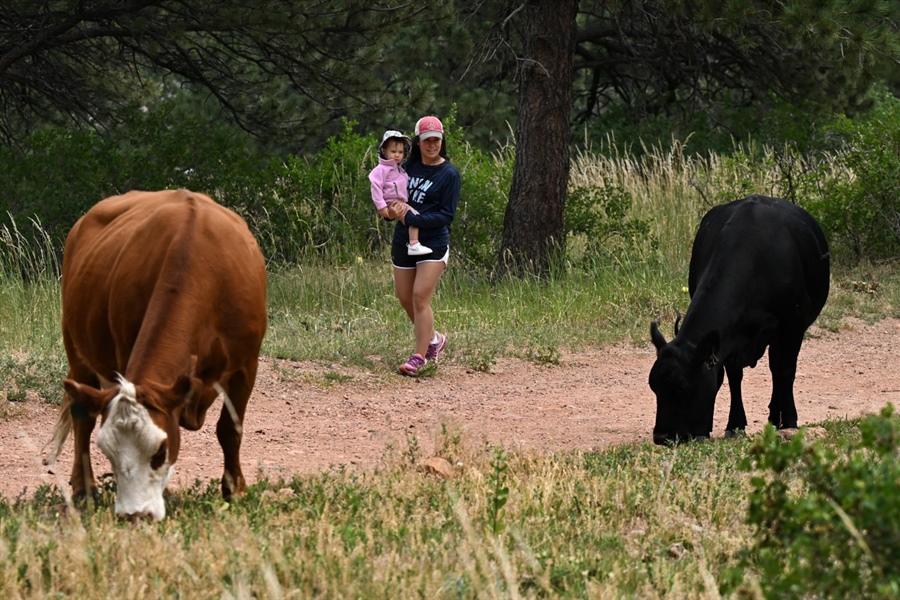 Why you might have to share the trail with cows while hiking on Colorado’s public...