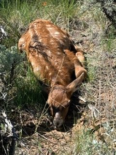 How to handle the privileges and dangers of calving season in the Colorado mountains