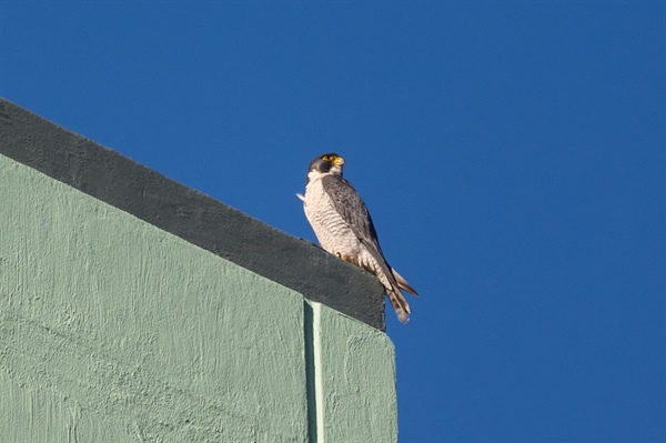 Peregrine falcons found nesting in Denver for the first time on record