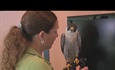 Peregrine falcons found nesting in Denver