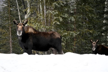 How to see Colorado wildlife in the winter months