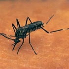 Colorado’s first West Nile virus case of 2024 confirmed in early start to season
