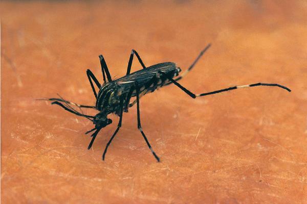 Colorado’s first West Nile virus case of 2024 confirmed in early start to season