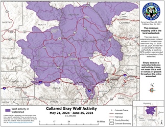 Colorado wolves still active in Grand, Jackson counties, while moving deeper into Summit, Eagle counties