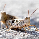 Grasshoppers devastating Colorado farmers' crops and pastures in Yuma County