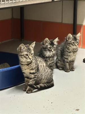 Pets of the week: 4 kittens up for adoption