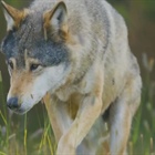 Ranchers claim funding for range riders to protect ranchers from wolves not enough