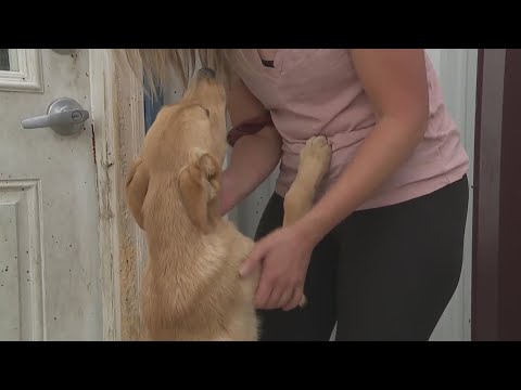 Fort Lupton animal rescue needs help keeping dogs cool