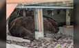 'Very large' bear found lying under deck in Pagosa Springs