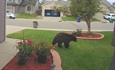 Bear sightings in Highlands Ranch prompt bear-aware warnings