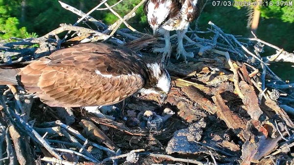 Grand Lake’s celebrity osprey family hatches first egg of the summer