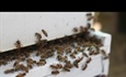 Pollinator advocates call Colorado law limiting sale of certain...