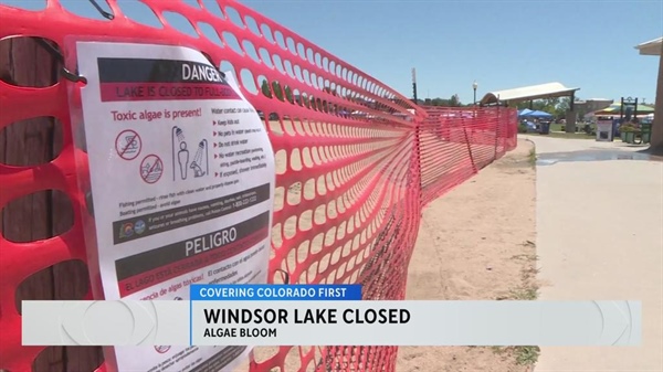 Windsor Lake closed by Colorado health officials due to harmful algae blooms