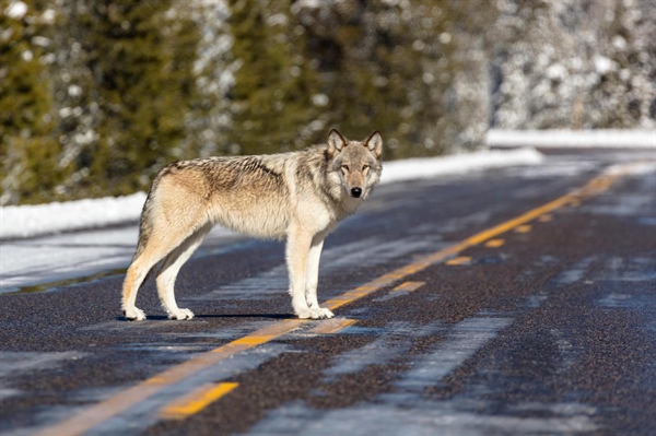 Do wolves actually fix habitats and change rivers? Here’s what new research from Colorado says