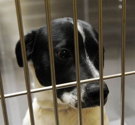 Colorado lawmaker voluntarily kills pet registration and fees bill in wake of outcry