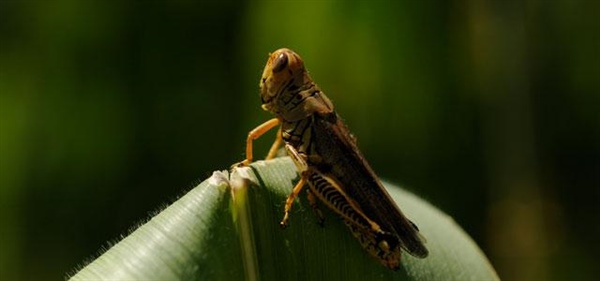 Colorado grasshopper boom causing headaches for gardeners, farmers