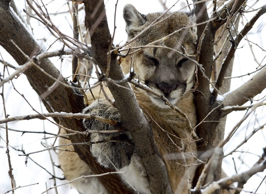 Proposed Colorado ban on hunting of mountain lions, other wild cats makes November ballot