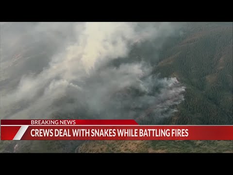 Rattlesnakes pose a problem for Colorado wildland firefighters