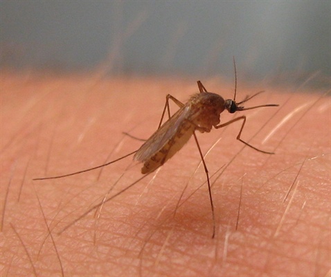 West Nile virus confirmed in Denver mosquitoes