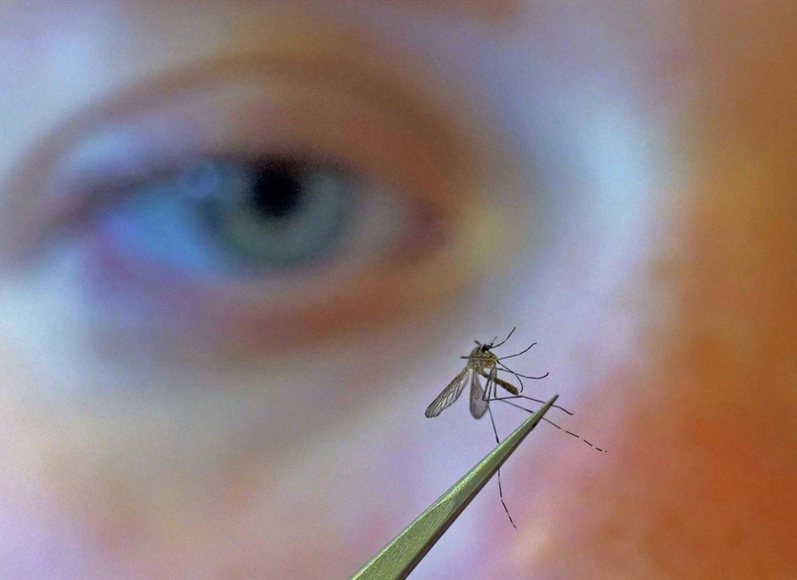 Denver reports first known West Nile case in city resident