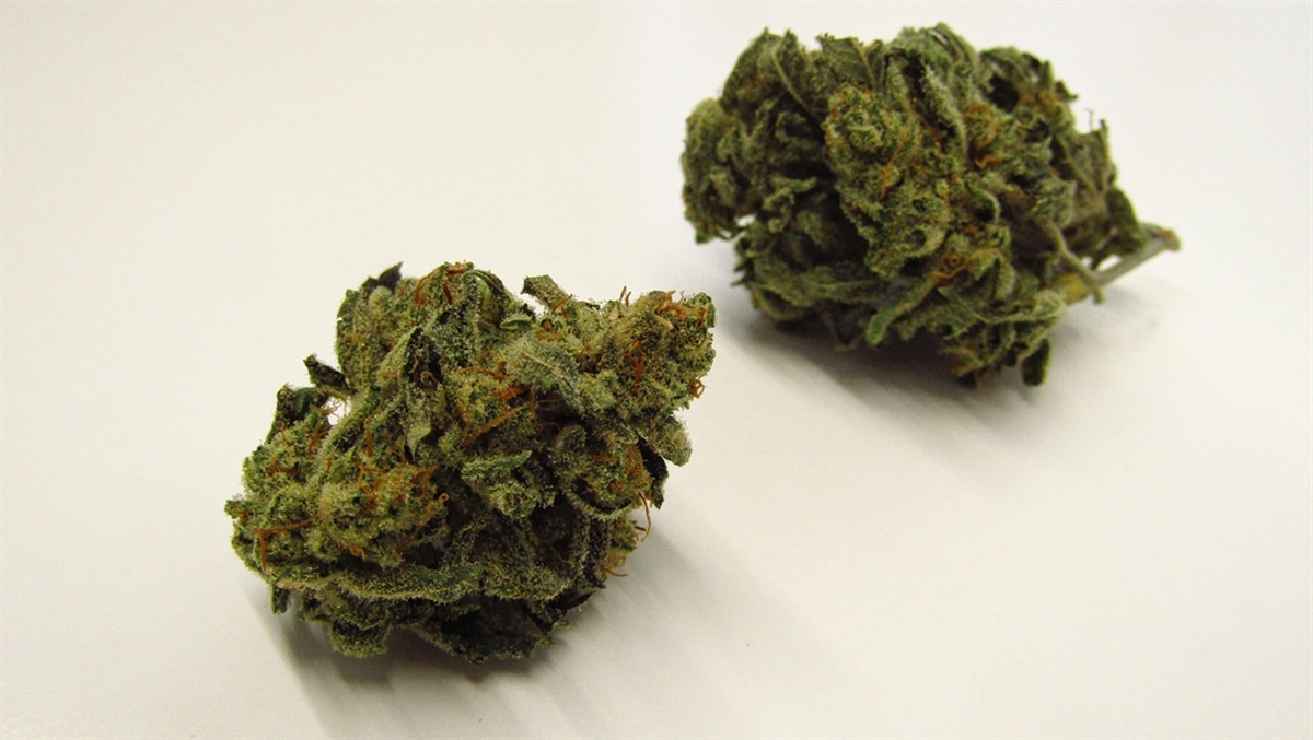 
      
        Early Riser Marijuana Strain Review: Strong, Short Bursts of Energy
      
    