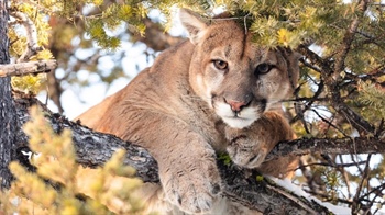 Colorado think tank says mountain lion hunting ban would cost millions as supporters call foul