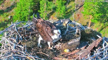 You’ll never believe what this Grand Lake osprey chick is doing in its nest