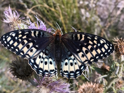 Colorado butterfly is “likely in danger of extinction” because of climate change, habitat loss, feds say